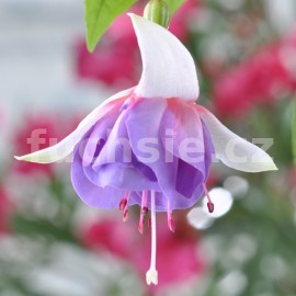 fuchsie Morning Light - Fuchsia Morning Light