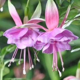 fuchsie Northumbrian Belle - Fuchsia Northumbrian Belle