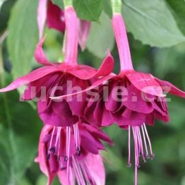 fuchsie Heute Cuisine - Fuchsia Heute Cuisine