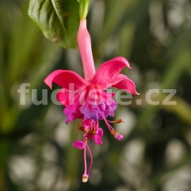 fuchsie Harmoet Reissen - Fuchsia Harmoet Reissen