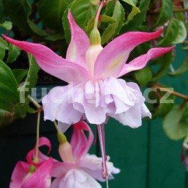 fuchsie Wendys Beauty - Fuchsia Wendys Beauty