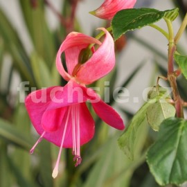 fuchsie Martin'sUmbrella - Fuchsia Martin'sUmbrella