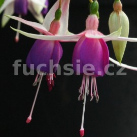 fuchsie Waldi - Fuchsia Waldi