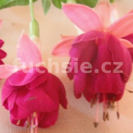 fuchsie Cosmopolitan - Fuchsia Cosmopolitan