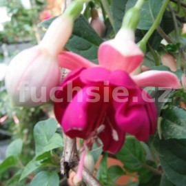 fuchsie Constance - Fuchsia Constance