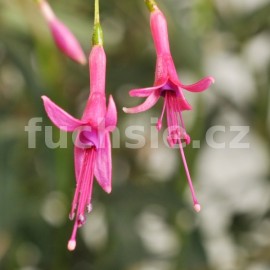 fuchsie Luca Feilhuber - Fuchsia Luca Feilhuber