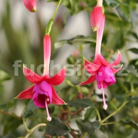 fuchsie Flirt - Fuchsia Flirt