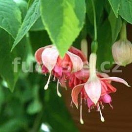 fuchsie Celebration - Fuchsia Celebration