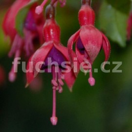 fuchsie Clara Ziegel - Fuchsia Clara Ziegel
