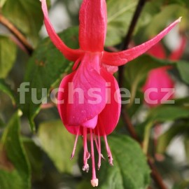 fuchsie Regale - Fuchsia Regale