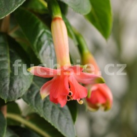 fuchsie Herp's Contrabas - Fuchsia Herp's Contrabas