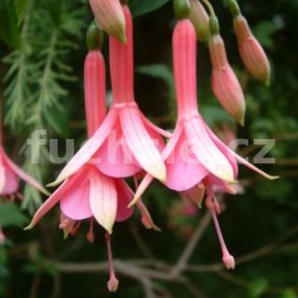 fuchsie Walz Gusla - Fuchsia Walz Gusla