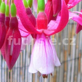 fuchsie Annie M. G. Smith - Fuchsia Annie M. G. Smith