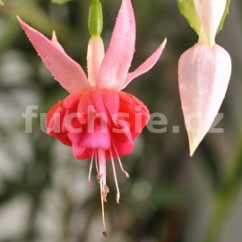 fuchsie British Jubile - Fuchsia British Jubile