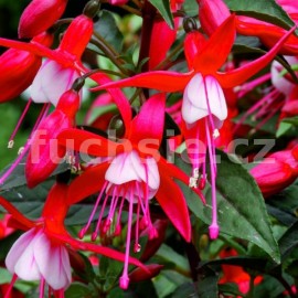 fuchsie JolliesMenton - Fuchsia JolliesMenton