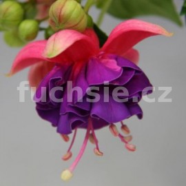fuchsie Jollies Force Colmar - Fuchsia Jollies Force Colmar