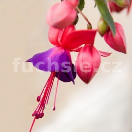 fuchsie Jollies Triling Arras - Fuchsia Jollies Triling Arras