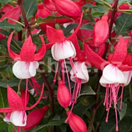 fuchsie Jollies Nizza - Fuchsia Jollies Nizza