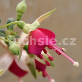 fuchsie Jollies Triling Lille - Fuchsia Jollies Triling Lille