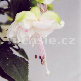 fuchsie Jollies Avignon - Fuchsia Jollies Avignon