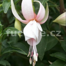 fuchsie Jollies Rennes - Fuchsia Jollies Rennes