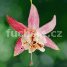 fuchsie Diva Double White - Blush - Fuchsia Diva Double White - Blush