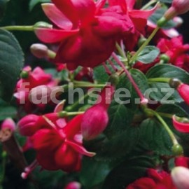 fuchsie Marcel Michels - Fuchsia Marcel Michels