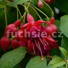 fuchsie Adolf Krger - Fuchsia Adolf Krger