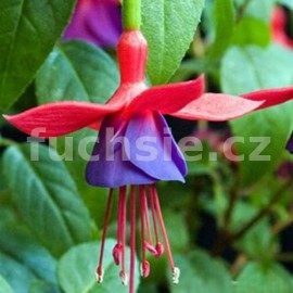 fuchsie Little Beauty - Fuchsia Little Beauty