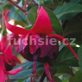 fuchsie Daniel Pfaller - Fuchsia Daniel Pfaller
