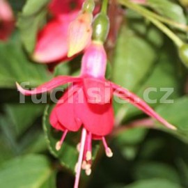 fuchsie Isabel Rein - Fuchsia Isabel Rein