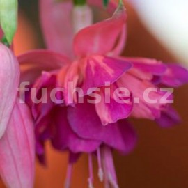fuchsie Rebecca Williamson - Fuchsia Rebecca Williamson