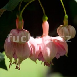 fuchsie Strawberry Fizz - Fuchsia Strawberry Fizz
