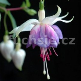 fuchsie Lillian Annetts - Fuchsia Lillian Annetts