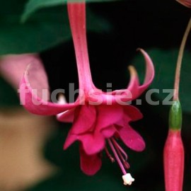 fuchsie Boke - Fuchsia Boke