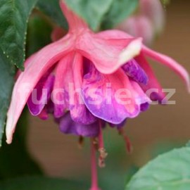 fuchsie Strawberry Sundae - Fuchsia Strawberry Sundae
