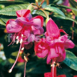fuchsie Ringwood Market - Fuchsia Ringwood Market
