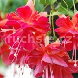 fuchsie Brey - Fuchsia Brey