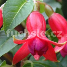 fuchsie Walz Bekken - Fuchsia Walz Bekken