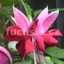 fuchsie Heri Cyclops - Fuchsia Heri Cyclops