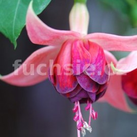 fuchsie Rocio - Fuchsia Rocio
