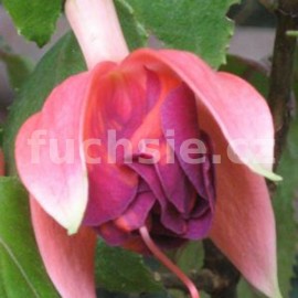 fuchsie Orange King - Fuchsia Orange King