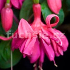 fuchsie Julia - Fuchsia Julia