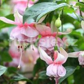 fuchsie Easter Bonnet Bonet - Fuchsia Easter Bonnet Bonet