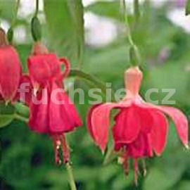fuchsie Baron de Ketteler - Fuchsia Baron de Ketteler