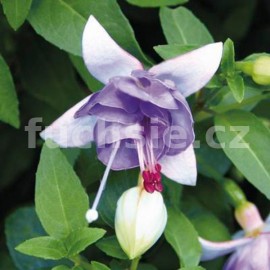 fuchsie Moody Blues - Fuchsia Moody Blues