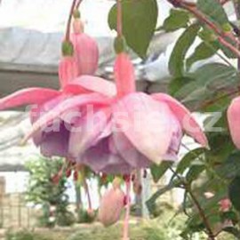 fuchsie Frederique Vollebreg - Fuchsia Frederique Vollebreg