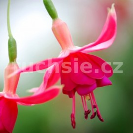 fuchsie Rasputin - Fuchsia Rasputin