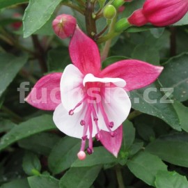 fuchsie Carmine White - Fuchsia Carmine White