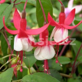 fuchsie Red White - Fuchsia Red White